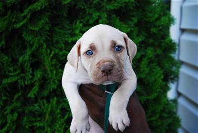 Puppies in NC